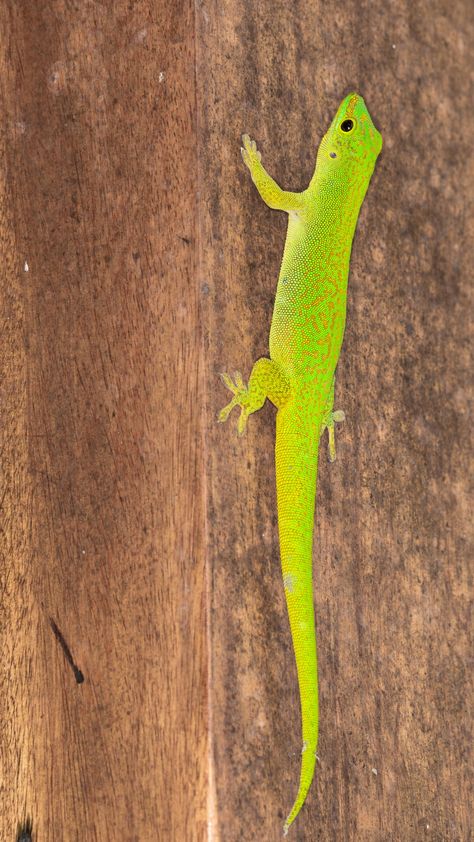 Things You Need to Know Before Keeping Lizards As Pets Nature, Lizards Pet, Geico Lizard, Lizard Food, Lizard Pet, Savannah Monitor, Lizard Habitat, Eyes Poster, Lizard Species