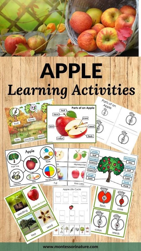 Apple Life Cycle And Parts Of An Apple Printables and Hands-on Activities - Montessori Nature Montessori, Nature, Apple Life Cycle Craft, Life Cycle Of An Apple, Parts Of An Apple, Nature Printables, Preschool Apple Theme, Montessori Nature, Apple Life Cycle