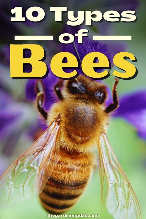 This Pin was discovered by TheGardeningDad Blog. Discover (and save!) your own Pins on Pinterest. Bugs And Insects, Ohio, Bee Types, Different Types Of Bees, Types Of Bellies, Types Of Bees, Summer Treats, Fat Burning Workout, Different Types