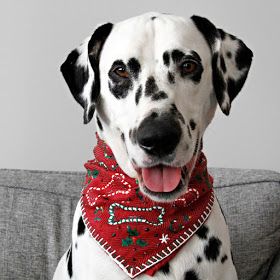 Tela, Natal, Diy Christmas Photos, Dog Fancy Dress, Pets Christmas, Christmas Bandana, Dog Sewing, Diy Christmas Sweater, Christmas Dog Outfits