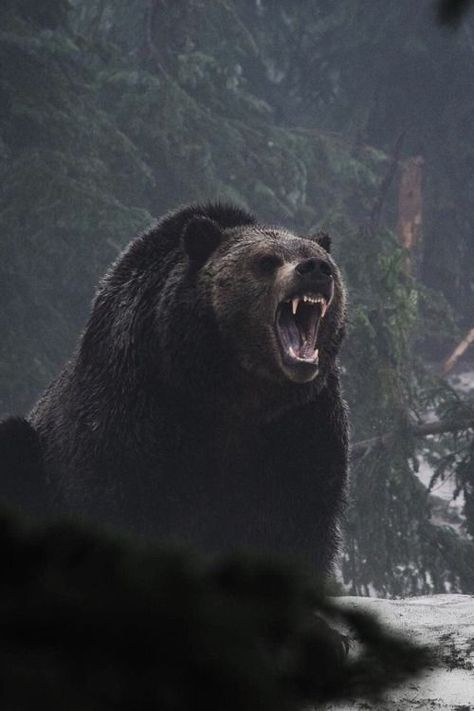 Wildlife Nature, Beruang Grizzly, Animal Photography Wildlife, Photo Animaliere, Bear Pictures, Majestic Animals, Bear Art, Grizzly Bear, Wildlife Animals