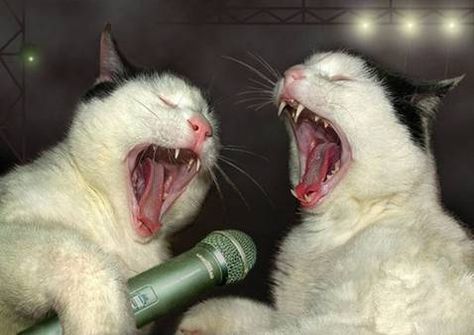 Karaoke Night. Funny Cat Photos, Drunk Cat, Cat Presents, Koci Humor, Silly Animals, Cat Party, Silly Cats, Cats Meow, Pretty Cats