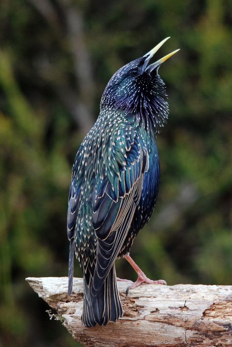 Starling... beautiful hues of blue, green, turquoise, purple, black and gold Starling Birds, European Starling, Common Starling, Hues Of Blue, Bird Identification, Blue Green Turquoise, British Birds, British Wildlife, Kinds Of Birds