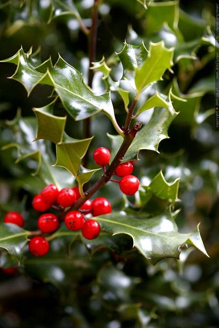 holly leaves and holly berries - _MG_5338 | used here, here … | Flickr Holly Plant, Dubai Miracle Garden, Spa Items, Diy Playground, Holly Tree, Meteor Garden 2018, Magic Garden, Christmas Tree Inspiration, Garden Route