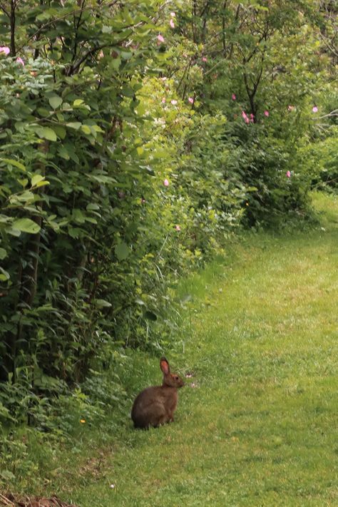 Nature, Wild Rabbit Aesthetic, Wild Bunnies, Bird In Forest, Rabbit Aesthetic, Magical Cottage, Wild Bunny, Woodland Rabbit, Rabbit Garden