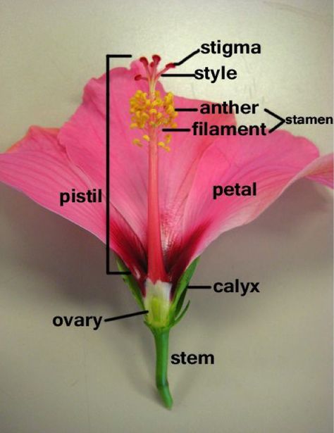 Learn more about hibiscus plants #hibiscus #flowers #plants #nature #creation #biology Flower Dissection, Flower Diagram, Teach Ag, Flower Parts, Learn Biology, Tatabahasa Inggeris, Plant Parts, Ag Teacher, Flower Hibiscus