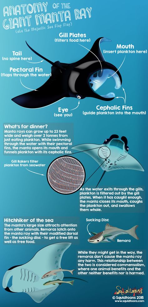 Anatomy of the Manta Ray - Squidtoons Types Of Rays, Sea Core, Oceanography Marine Biology, Animal Infographic, Biology Facts, Biology Notes, Marine Biologist, Animal Science, Marine Conservation