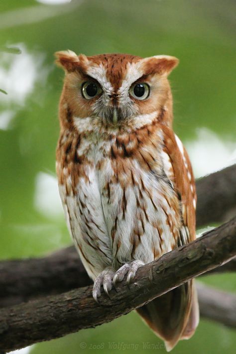 screech owl | Eastern Screech-Owl Otus Asio photo - Wolfgang Wander photos at pbase ... Red Eastern Screech Owl, Eastern Screech Owl Drawing, Photos Of Owls, Owl Reference Photo, Screech Owl Tattoo, Screeching Owl, Images Of Owls, Cute Owl Photo, Pretty Owl