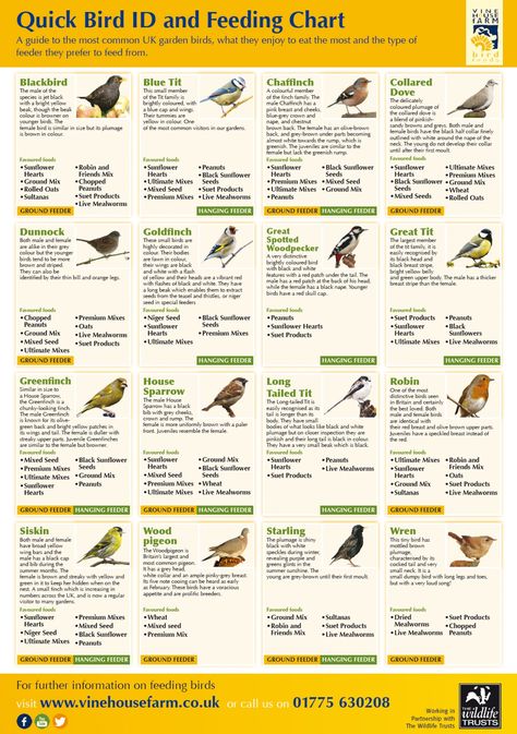 A Guide to Bird Feeding Infographic Tamworth, Texas Birds, Backyard Birds Watching, Backyard Birds Sanctuary, Bird Suet, Arc Notebook, Bird Feeding Station, Bird Identification, Bird Feeding