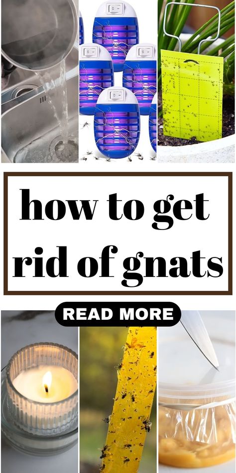 If you have tried many ways and not succeeded, follow my post. I will show you how to get rid of gnats fast and effectively. Say goodbye to the gnat invasion and control your peaceful life! How To Get Rid Of Nets In The House, How To Kill Gnats In The House, Gnats In House Get Rid Of, How To Get Rid Of Gnats In House Plants, How To Catch Gnats, Gnats In Kitchen, Clean Drains, Gnat Spray, Gnats In House Plants