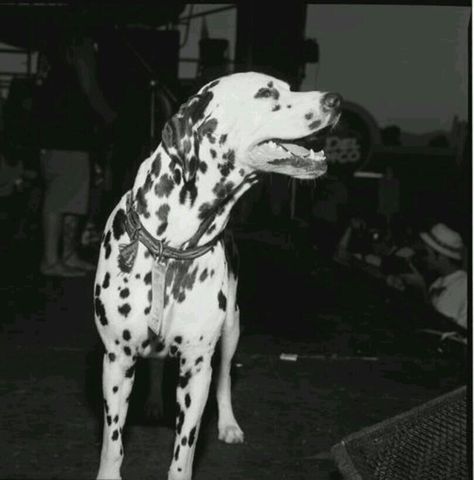 Lou dog Tumblr, Bradley Nowell, Lou Dog, Sublime Band, Dog Tumblr, Stay Sane, Dog Runs, Hell Yeah, Dalmatian