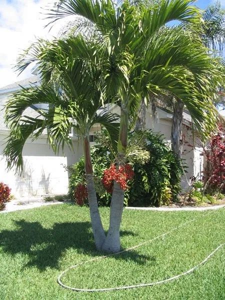 Palm Trees For Sale, Tropical Backyard Landscaping, Christmas Palm Tree, Palm Trees Landscaping, Small Palm Trees, Florida Landscaping, Tropical Backyard, Live Tree, Front Landscaping