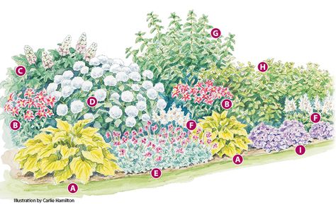 Hydrangea Border, Flower Garden Layouts, Perennial Garden Plans, Hydrangea Landscaping, Flower Garden Plans, Flower Bed Designs, Garden Border, Hydrangea Garden, Garden Wallpaper