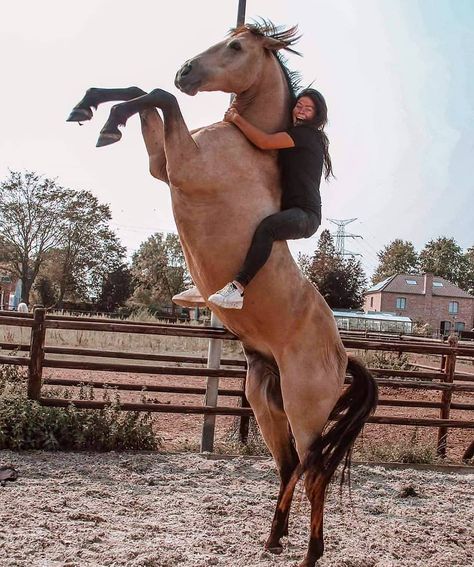 Horse Realm on Instagram: “🐴How much would you love to be in her position? . . . . . 📷 @bethelight_tricktraining . #horse #horses #horsesofinstagram #equestrian…” Horse Pfp, Horsey Life, Horse Riding Aesthetic, Foto Cowgirl, Cai Sălbatici, Cute Horse Pictures, Rasy Koni, Beautiful Horse Pictures, Love Horses