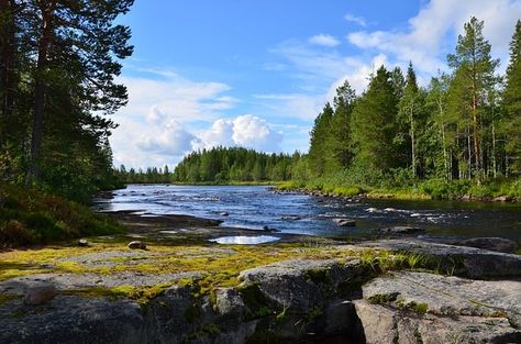 Taiga Biome: Location, Climate, Temperature, Precipitation, Plants and Animals Nature, Hokkaido, Sequoia Forest, Forest Ecosystem, Structured Water, Daintree Rainforest, Boreal Forest, Biome, Jurassic Park World