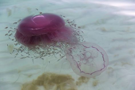 Rare Species Of Jellyfish Pink Meanie Nature, Pink Meanie Jellyfish, Immortal Jellyfish, Jellyfish Pink, Types Of Jellyfish, Jellyfish Tentacles, Drawing Jellyfish, Weird Nature, Jellyfish Facts