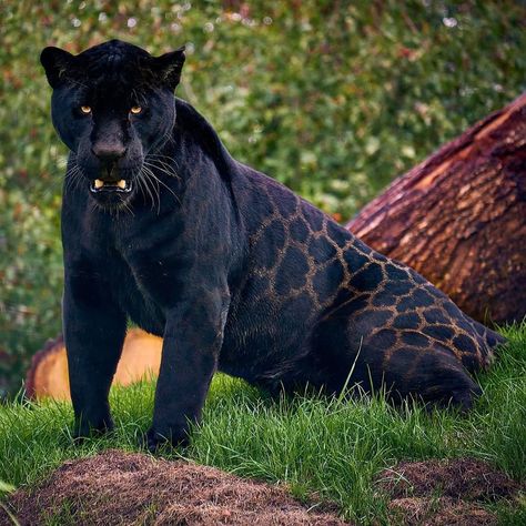 OUR PLANET DAILY’s Instagram post: “😻 Neron the black jaguar is simply beautiful. 🐾 Black Jaguars' have a genetic condition called melanism which means they have black hair,…” Black Jaguar Animal, Macan Kumbang, Melanistic Animals, Jaguar Animal, Cat Sanctuary, Black Jaguar, Exotic Cats, Big Cats Art, Big Animals