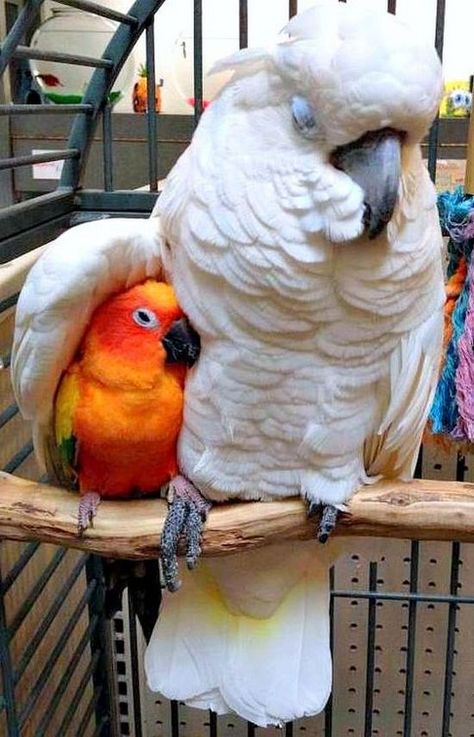 This pic says it all...the love a bird can give! Colourful Birds, Burung Kakatua, Sun Conure, 웃긴 사진, Exotic Birds, Pretty Birds, Colorful Birds, Cute Birds, 영감을 주는 캐릭터