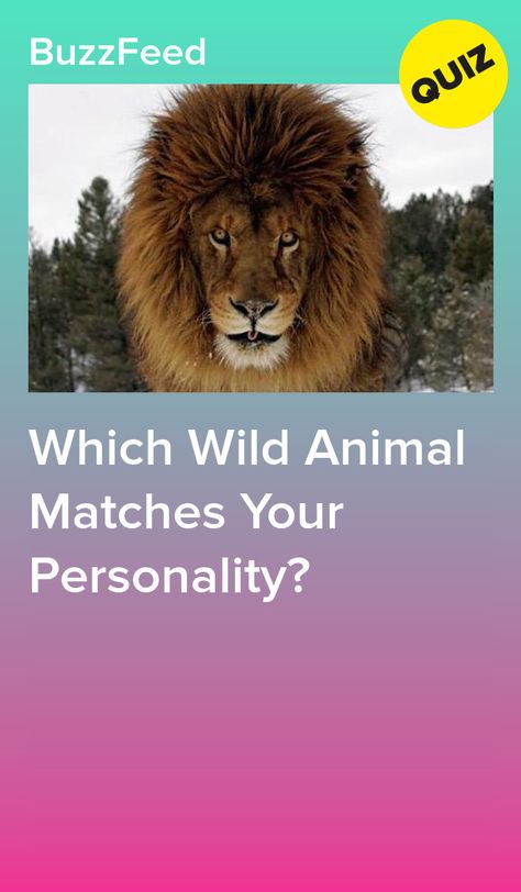 What Type Of Animal Are You, What Is Your Spirit Animal Quiz, Spiritual Quizzes, What Animal Am I Quiz, Rare Animals Real, Weird Quizzes, Wolf Personality, Spirit Animal Test, What's My Spirit Animal