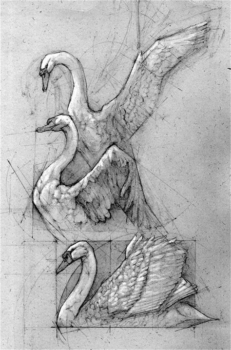 swan sketch by andrew prasetya Swan Sketch, Swan Drawing, Tier Tattoo, Swan Painting, Swans Art, Practice Makes Perfect, Tattoo Graphic, Drawing Exercises, Nature Drawing