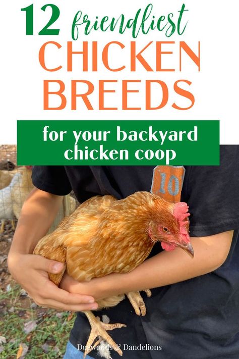 Friendliest Chicken Breeds, Types Of Chickens Breeds, Friendly Chicken Breeds, Chicken Breeds Chart, Best Chicken Breeds, Breeds Of Chickens, Chickens Backyard Breeds, Chicken Raising, Chicken Flock