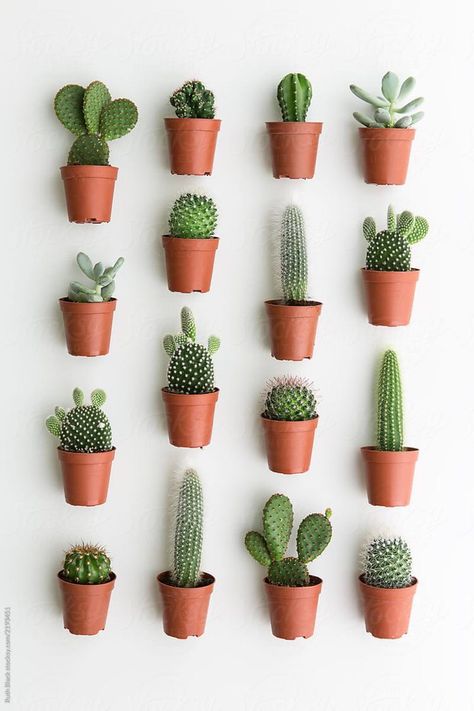 #cacti #cactus #cactuslife #howlong #cactusflowers #plants #plantinfo #planting Tanaman Sukulen, Kaktus Dan Sukulen, Cactus Collection, Cactus House Plants, Cactus Terrarium, Tanaman Indoor, Tanaman Pot, نباتات منزلية, Cactus Planta