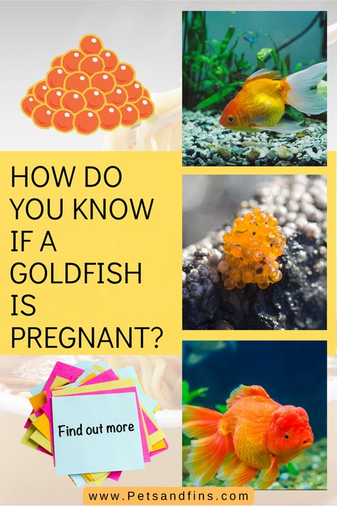 By pregnancy in Goldfish, we are only talking about their spawning. Even if your goldfish has not laid eggs yet, there are a few clues that indicate whether or not she’s ready to spawn. Look at her belly—if it is swollen or bulging at all, more so on one side, then chances are good that she’s carrying eggs inside of her body cavity (this swelling will go down once the eggs have been released). Goldfish Enrichment, Goldfish Eggs, Giving Birth At Home, Goldfish Breeding, Goldfish Care, Aquarium Pets, Common Goldfish, Comet Goldfish, Fancy Goldfish