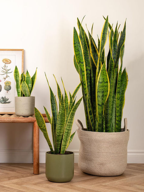 Large House Plants Indoor, Sansevieria Laurentii, Low Maintenance Indoor Plants, Low Light Indoor Plants, Sansevieria Plant, Mother In Law Tongue, Green Apartment, Room With Plants, House Plants Indoor