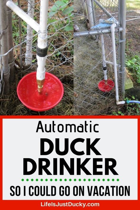 Goose Habitat, What To Feed Ducks, Duck Waterer, Duck Feeder, Chicken Watering System, Ducks And Chickens, Backyard Homesteading, Automatic Chicken Waterer, Duck Pens