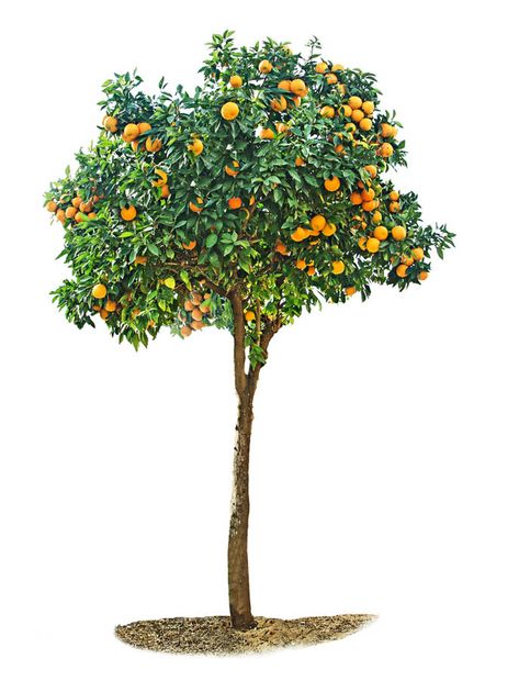 Prune young citrus trees for structure and form; prune mature citrus trees to maintain tree size and health and to produce young wood for fruiting. Citrus Tree Garden, Tree Psd, Pruning Fruit Trees, Trees For Front Yard, Tree Pruning, Mango Tree, Citrus Trees, Orange Tree, Growing Fruit