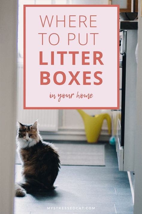 Best Kitty Litter Boxes, Places For Litter Boxes, Where To Keep Litter Box Ideas, Litter Box Multiple Cats, Multiple Cats Litter Box Ideas, Hiding Litter Box Ideas Diy, How To Hide Litter Box In Apartment, Cat Box Solutions, Cat Boxes Diy