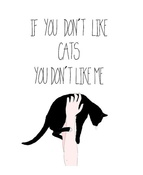 Crazy Cat Lady, Koci Humor, Hd Quotes, Image Chat, I Dont Like You, Cat Quotes, Cat Person, Cats Meow, 로고 디자인