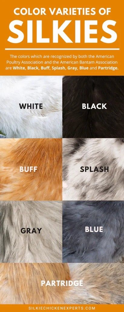 Permaculture, Buff Silkie Chicken, Silkie Chickens Baby, Silkie Chickens Coop, Tropical Picnic, Chicken Colors, Silkie Chickens Colors, Chicken Pens, Chicken Breeding