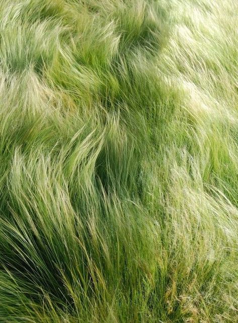by Luísa Gonçalves Long Grass Garden, Long Grasses Landscaping, Long Grass Aesthetic, Long Grass Landscape, Simple Nature Aesthetic, Green Grass Aesthetic, Nassella Tenuissima, Grass Picture, Grass Aesthetic
