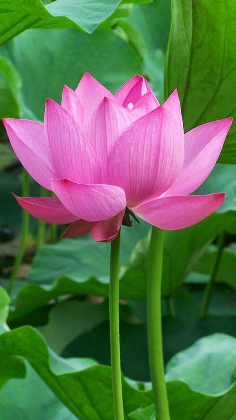 OnePlus 5 Wallpaper with Lotus Flower Background - HD Wallpapers | Wallpapers Download | High Resolution Wallpapers Lotus Flower Wallpaper, Lotus Wallpaper, Hd Flower Wallpaper, Lotus Flower Pictures, Lotus Plant, Lotus Flower Art, Lily Lotus, Red Lotus, Plant Trees