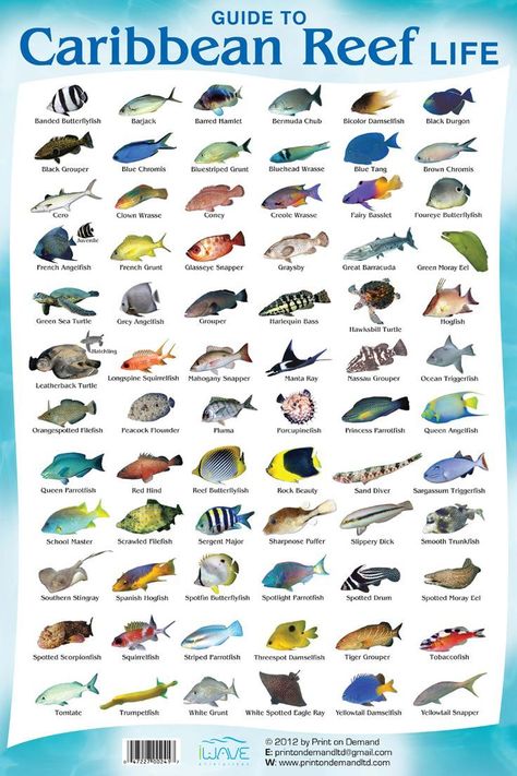 Which #fish found in the #Caribbean is your favorite? #mexico #cancun #water #ocean #sea #animals Oranjestad, Diving With Sharks, Fish Chart, Coral Reef Fish, Reef Fish, Bull Shark, Salt Water Fish, What What, Fish Species