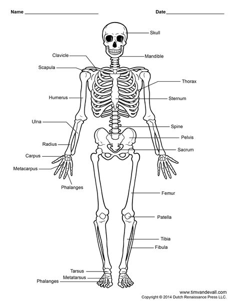 Human Skeleton Print Cut Outs | Unlabeled Human Skeleton Diagram Science Skeleton Model, Human Skeleton For Kids, Human Skeleton Labeled, Science Skeleton, Skeleton Labeled, Skeleton For Kids, Skeleton Images, Skeleton Diagram, Skeletal System Anatomy