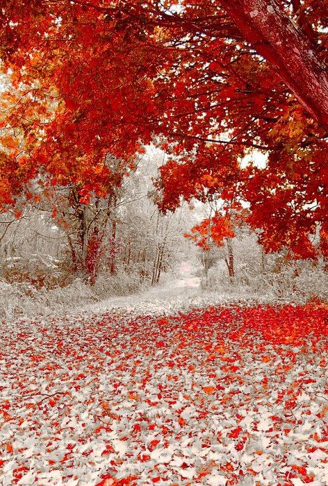 Winter and Fall Meet Each Other: First Snow Fall in Minnesota Yesterday! - Imgur (absolutely stunning) Era Victoria, First Snowfall, Magic Places, Duluth Minnesota, Wallpaper Cantik, Belle Nature, Autumn Beauty, Alam Yang Indah, Alam Semula Jadi