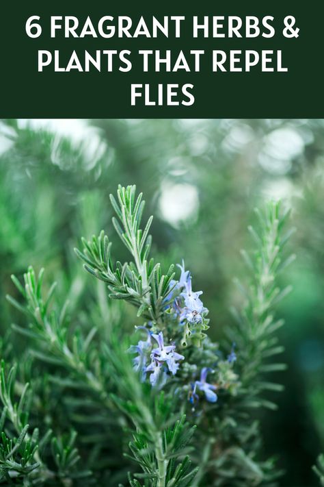 Flies Repellent Outdoor, Fly Repellant Diy, Fly Deterrent, Natural Fly Repellant, Plants That Repel Flies, Repel Flies, Insect Repellent Plants, Keep Flies Away, Plants That Repel Bugs