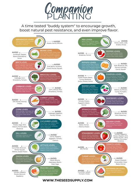 Companion Planting in the Garden – The Seed Supply Companion Planting Chart Raised Beds, In Ground Garden Layout Ideas, Minnesota Garden, Planting Chart, Different Types Of Plants, Companion Planting Chart, Companion Planting Vegetables, Companion Gardening, Garden Companion Planting