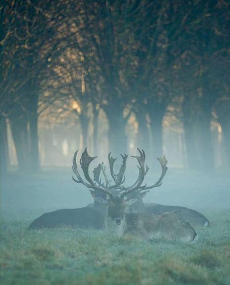 Nature, Ireland Aesthetic, Best Of Ireland, Anima Mundi, Wild Deer, Animal Magnetism, Love Ireland, Library Aesthetic, Modern Magic