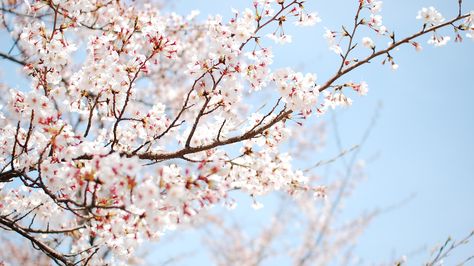 White Cherry Blossom Wallpapers | Wallpapers, Backgrounds, Images ... Tumblr, Hector Garcia, Tree Branch Wallpaper, Anime Cherry Blossom, Frühling Wallpaper, Cherry Blossom Pictures, Cherry Blossom Wallpaper, Cherry Blossom Background, Wallpaper Computer