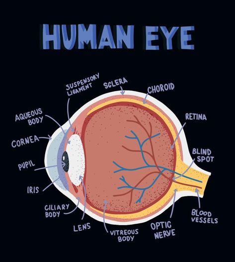 Eye Diagram Anatomy Notes, Eyes Anatomy Medical, Biology Eye Drawing, Eye Medical Illustration, Biology Diagrams Anatomy And Physiology, Human Eye Diagram Class 10, Eye Anatomy Drawing Medical, Eye Structure Anatomy, Eyes Biology