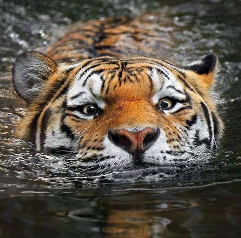 Tiger In Water, Tiger Photography, Beautiful Tiger, Tiger Drawing, Tiger Pictures, Cute Tigers, Tiger Art, Majestic Animals, Arte Fantasy