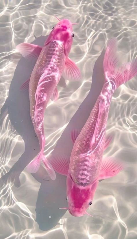 Pretty Places Wallpaper, Soft Ethereal Aesthetic Wallpaper, Laila Core Aesthetic, Cute Pink Animals, Art Pfps, Wallpaper Cantik Iphone, Aesthetic Fish, Holographic Wallpapers, Bright Aesthetic