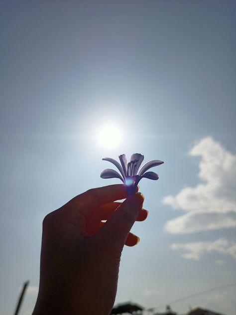 Hand with flower Purple, Purple Flowers, Hand With Flower, Flower In Hand, Hand Flower, Hand Photo, Hand Flowers, Purple Flower, Moon