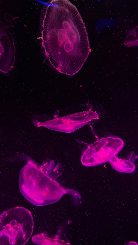 #wallpaper #jellyfish #aesthetic #purple #pink #lockscreen Pink Shark Wallpaper, Jellyfish Wallpaper Pink, Purple Jellyfish Wallpaper, Darcy Core, Jellyfish Lockscreen, Pink Jellyfish Wallpaper, Wallpaper Jellyfish, Pink Lockscreen, Jellyfish Aesthetic