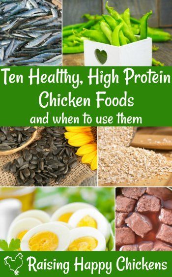 Protein For Chickens, Natural Chicken Feed, What Can Chickens Eat, Molting Chickens, Best High Protein Foods, Food For Chickens, High Protein Foods, Chicken Diet, Meal Worms