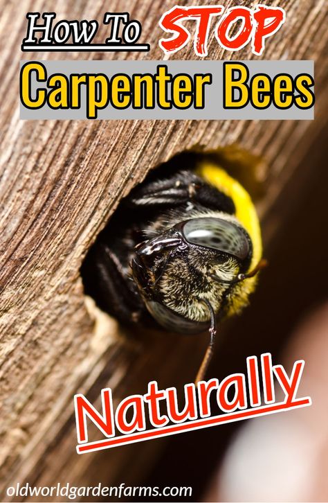 Hornet, Carpenter Bee House, Wood Bees How To Get Rid Of, How To Keep Carpenter Bees Away, Carpenter Bee Repellent Diy, How To Keep Bees Away From House, Carpenter Bee Trap Diy, How To Get Rid Of Carpenter Bees, Carpenter Bees How To Get Rid Of