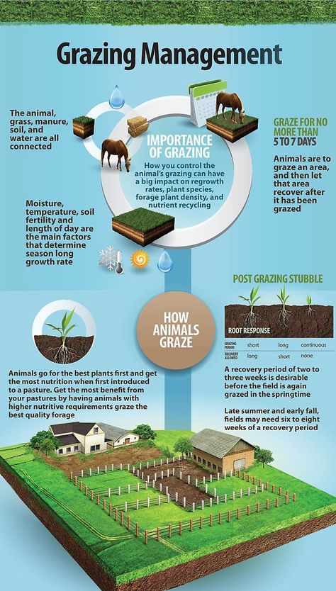 Horse Pasture Layout, Horse Pasture Ideas, Sustainable Farming Homesteads, Farm Planning, Horse Farm Layout, Rotational Grazing, Pasture Management, Homestead Layout, Farm Management